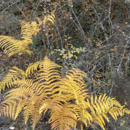 Helecho común (Pteridium aquilinum)