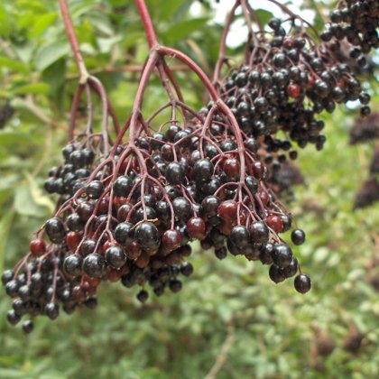 Frutos de la "Sabuquera"(Sabugueiro) 
