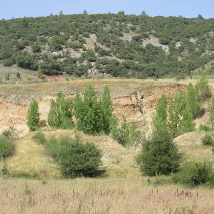 Chopos en "Los Columpios"