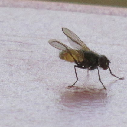 Mosca posada