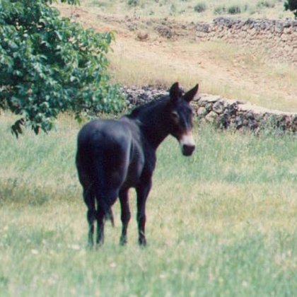 El mulo