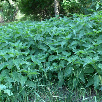 Ortigas (Urtica dioica)