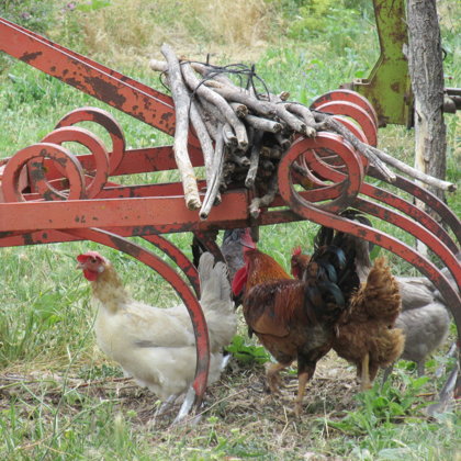 Vertederas y gallinas