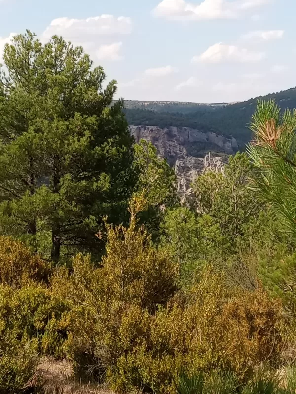 Pinos y Boj (Buxus Sempervirens)