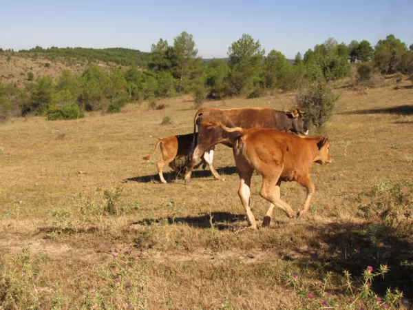 Ganado en "El Hoyo"