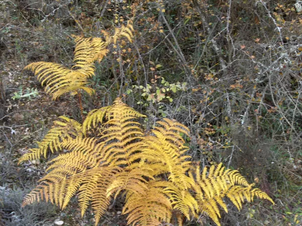 Helecho común (Pteridium aquilinum)