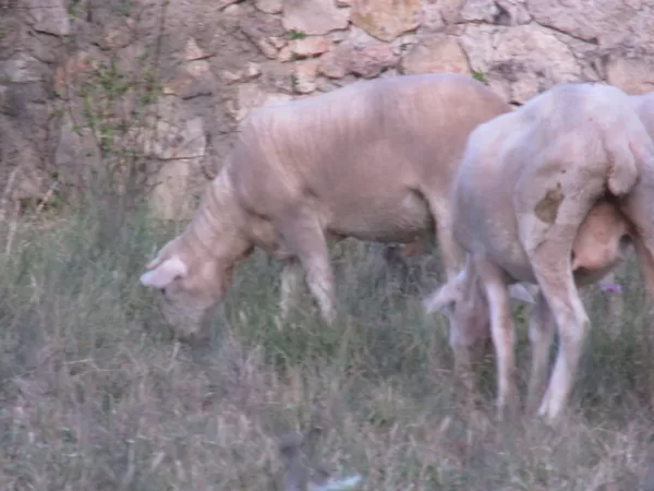 Ganado autóctono