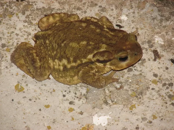 Sapo común