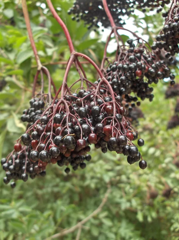 Frutos de la "Sabuquera"(Sabugueiro) 