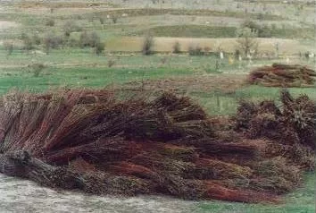 Haces de mimbres