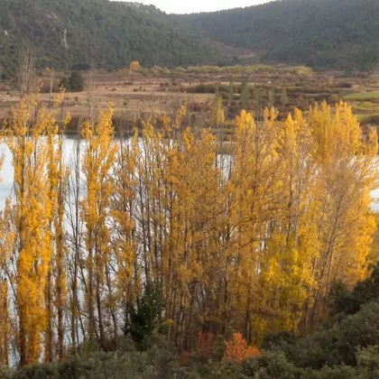 Chopera de La Laguna Grande