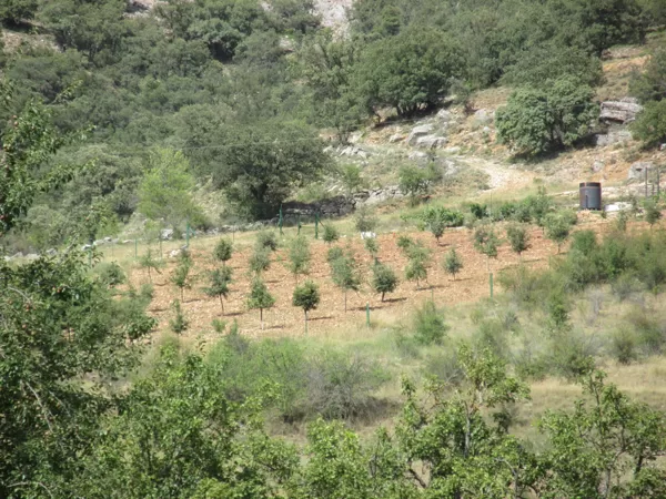 Nuevas plantaciones