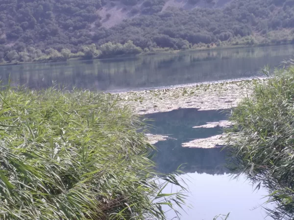Nenúfares en La Laguna Grande