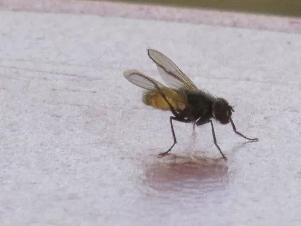 Mosca posada