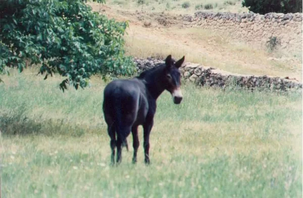 El mulo