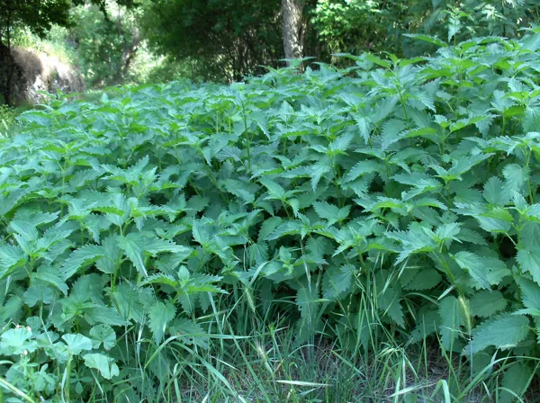 Ortigas (Urtica dioica)
