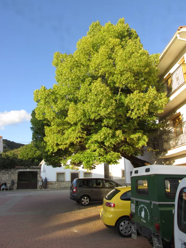 El Tilo de la Plaza