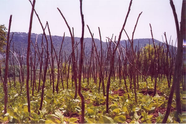 Varas de Judías