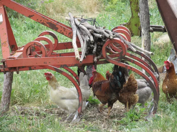 Vertederas y gallinas